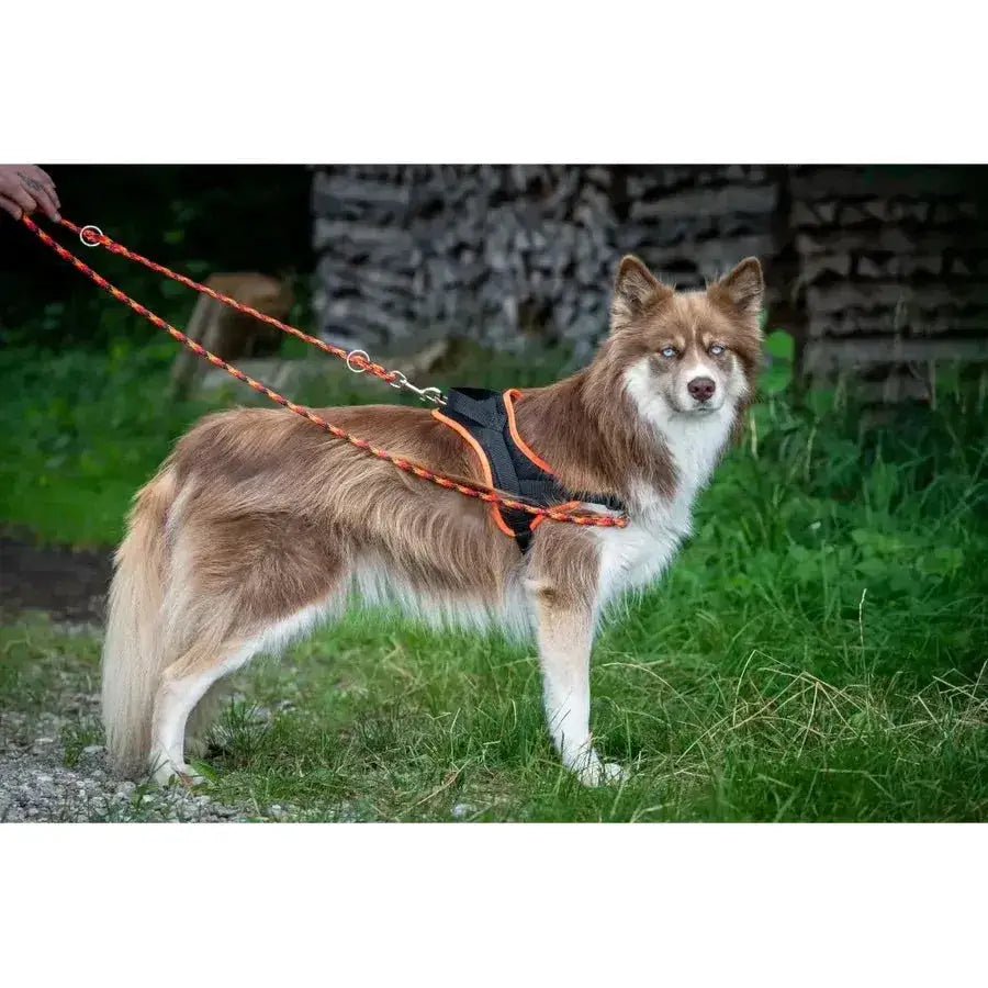 Hund mit Hundegeschirr und Leine in Orange