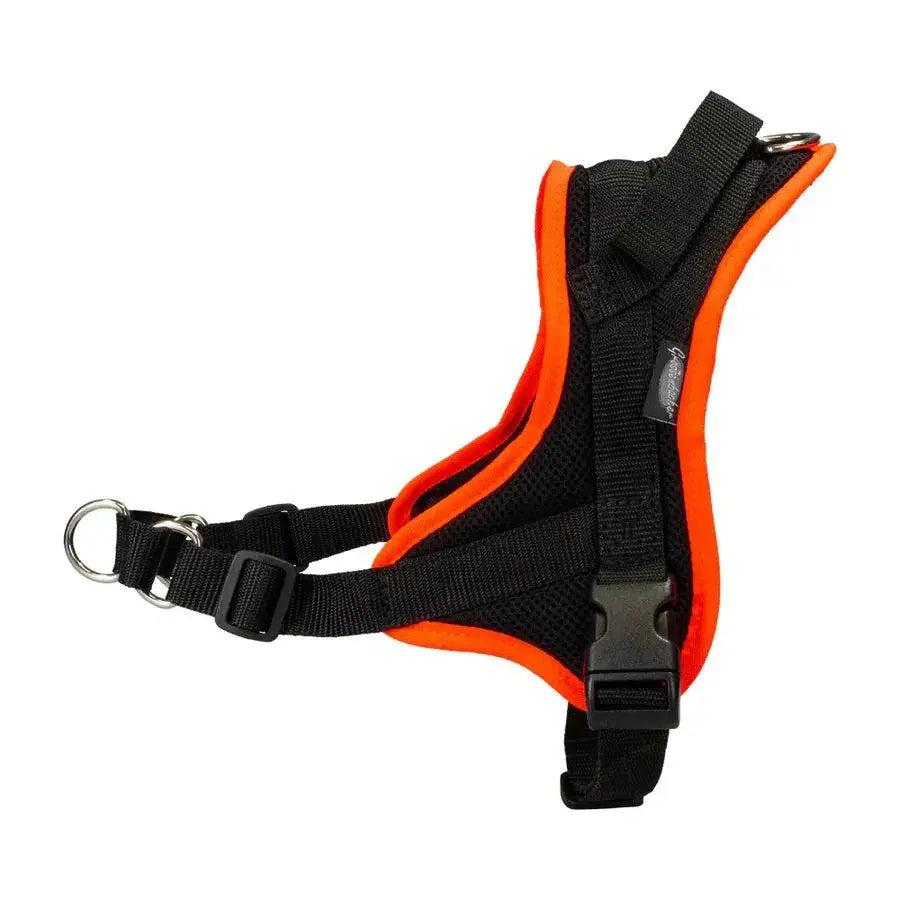 Black und orange Hundegeschirr für Rhodesian Ridgeback und Cavalier King Charles, Beat Grossenbacher Guide