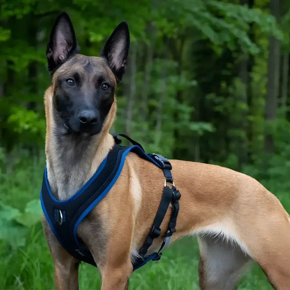 Tan und schwarz Belgian Malinois mit blauem Harness für Ausbildungsgeschirr PROGuide