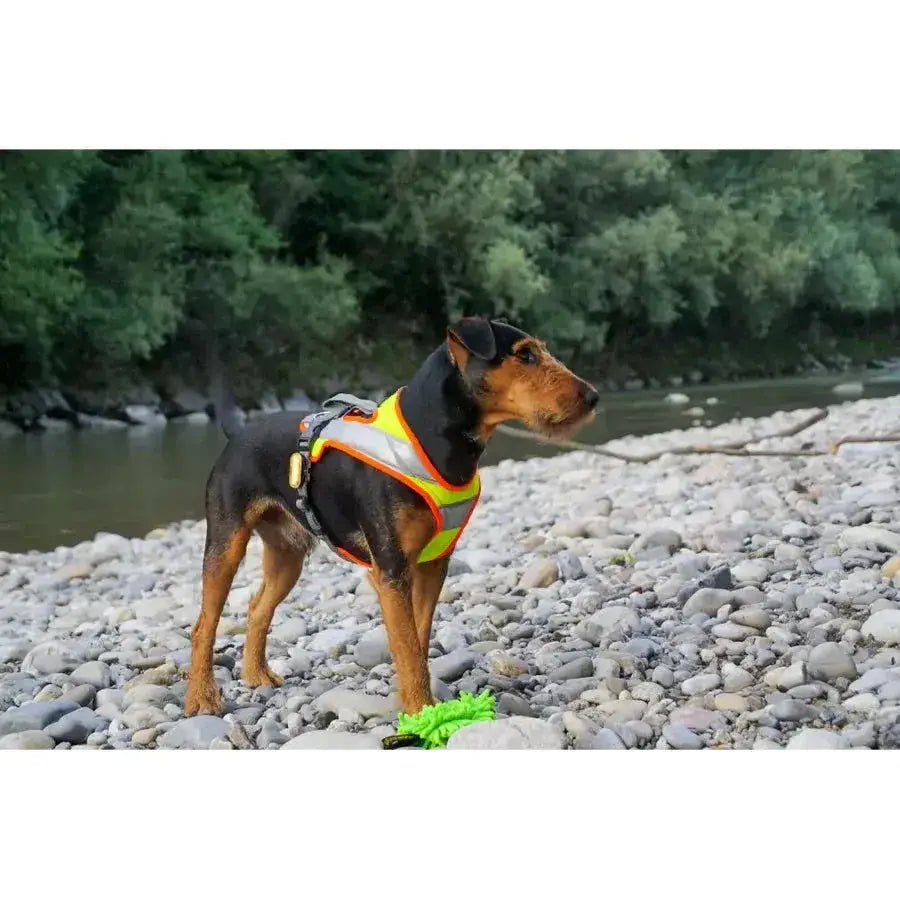 Hunde lauf mit King Charles Spaniel, reflectierende Gurt für großenbacher hunde