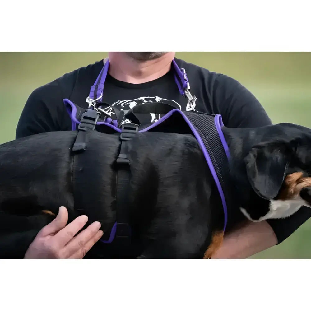 Schwarzes Hundegeschirr mit lila Rand für großenbacher hunde spaß und hunde spaßlauf unterstützung