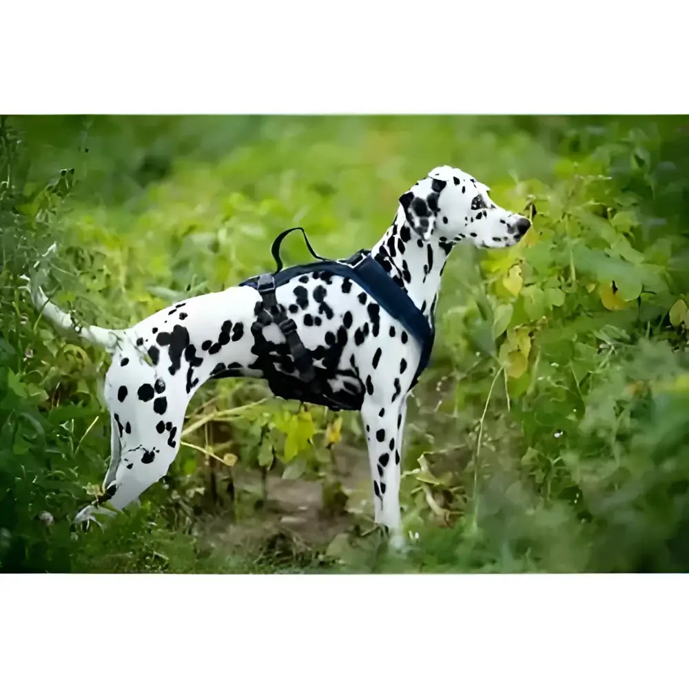 Spotted Dalmatian mit beat grossenbacher vary Hundegeschirr für Komfort und Style