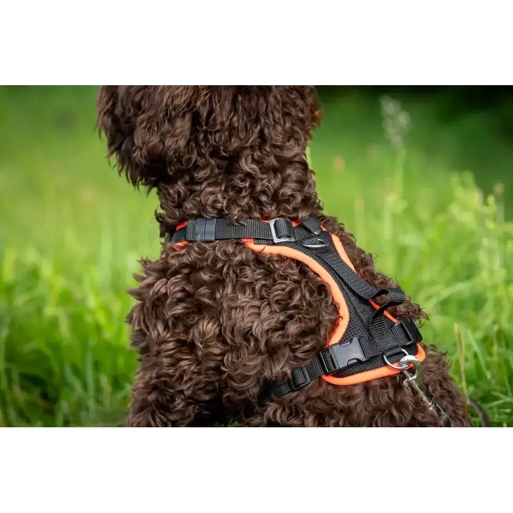 Brauner lockiger Hund im Beat Grossenbacher Welpengeschirr mit schwarz-orangeem Geschirr