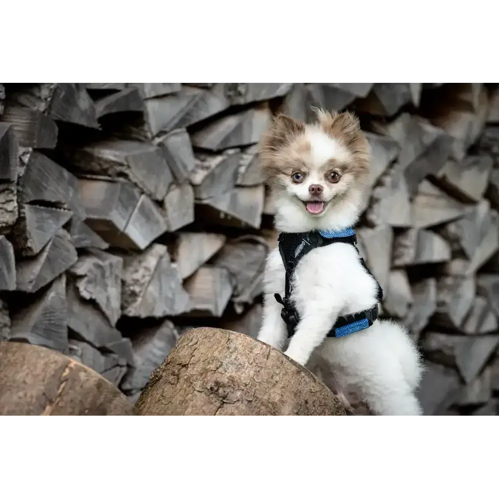 Kleiner Hund im Beat Grossenbacher Welpengeschirr Popp-IT mit voller Bewegungsfreiheit