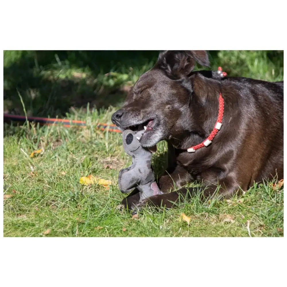 Brauner Hund mit Hundy Doddles Hundespielzeug aus Echtleder kaut grauen Doddles Hundespielzeug