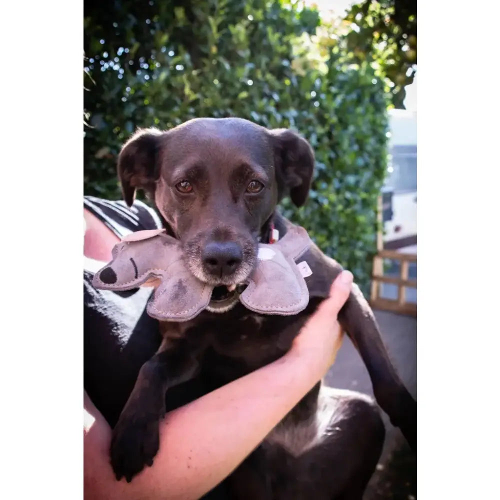 Darker Hund mit grauem Spielzeug aus Echtleder, Doggy Doddles Hundespielzeug