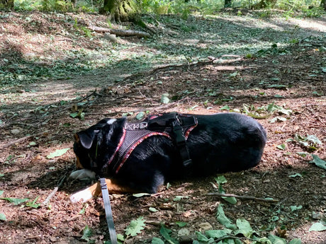 Ein schwarz-brauner Hund mit Geschirr liegt auf einem mit Blättern und Zweigen bedeckten Waldboden. Sonnenlicht fällt durch die Bäume und wirft gesprenkelte Schatten um den ruhenden Hund.