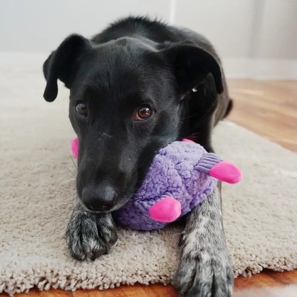 Schwarzer Hund mit lila Spielzeug, KONG Sherps Floofs Widder, perfektes Kuscheltier