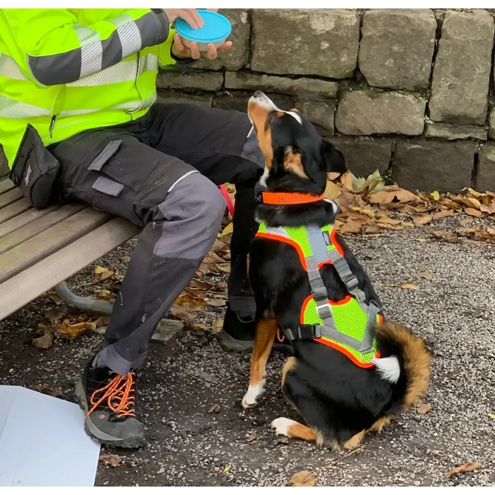 Hund mit rhodesian ridgeback im mantrailing-v-geschirr mit reflektor und LED