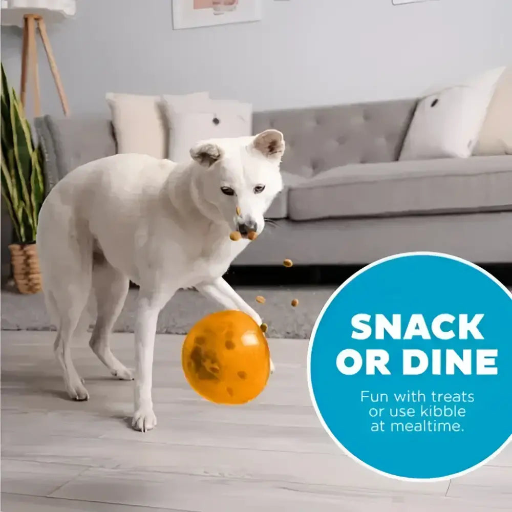 Weißer Hund spielt mit orangefarbenem Leckerli-Spielzeug Outward Hound Orbee-Tuff Snoop