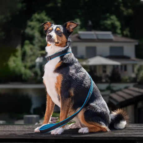 Bunter Retrieverleine für Hundesport, komfortable Hundeleine mit Leine und Halsband