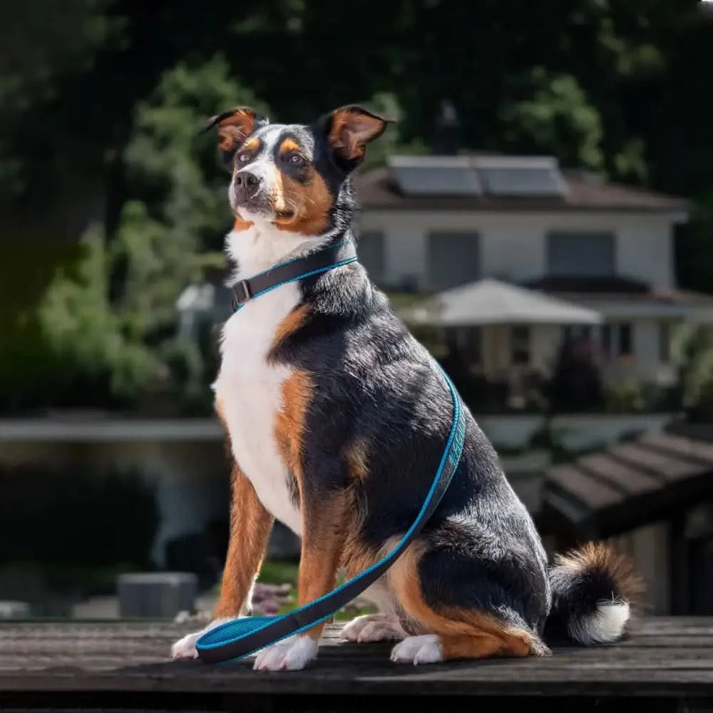 Bunter Retrieverleine für Hundesport, komfortable Hundeleine mit Leine und Halsband