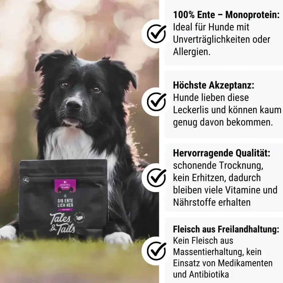Schwarzer Weißer Border Collie Welpe mit Entelich Her Ente Leckerli