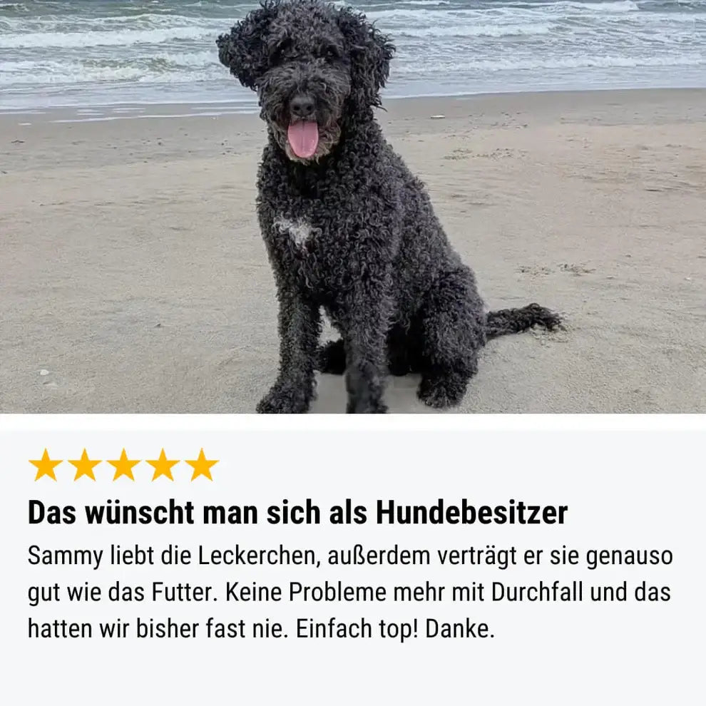 Fröhlicher lockiger schwarzer Hund mit weißem Brustfleck genießt entelich her Leckerli am Strand