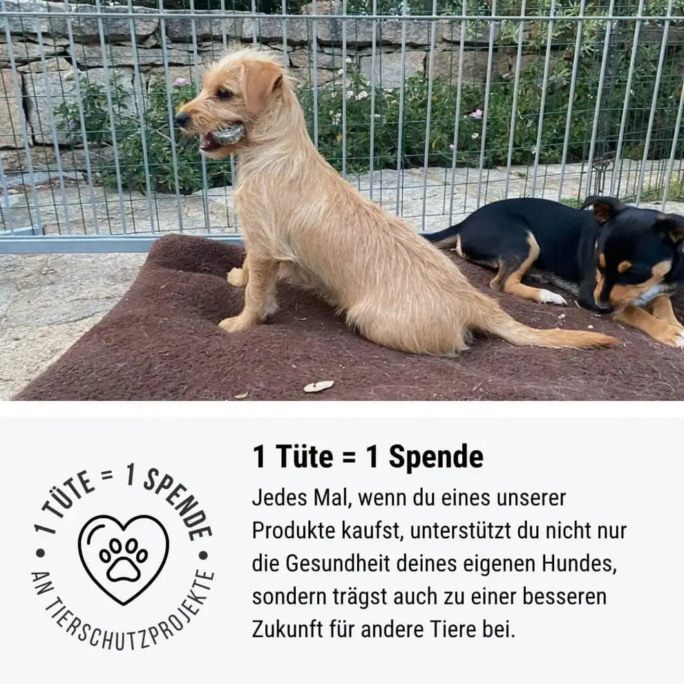 Flauschiger tan Hund mit drahtigem Fell auf Matte bei Pferd voll Leckerli