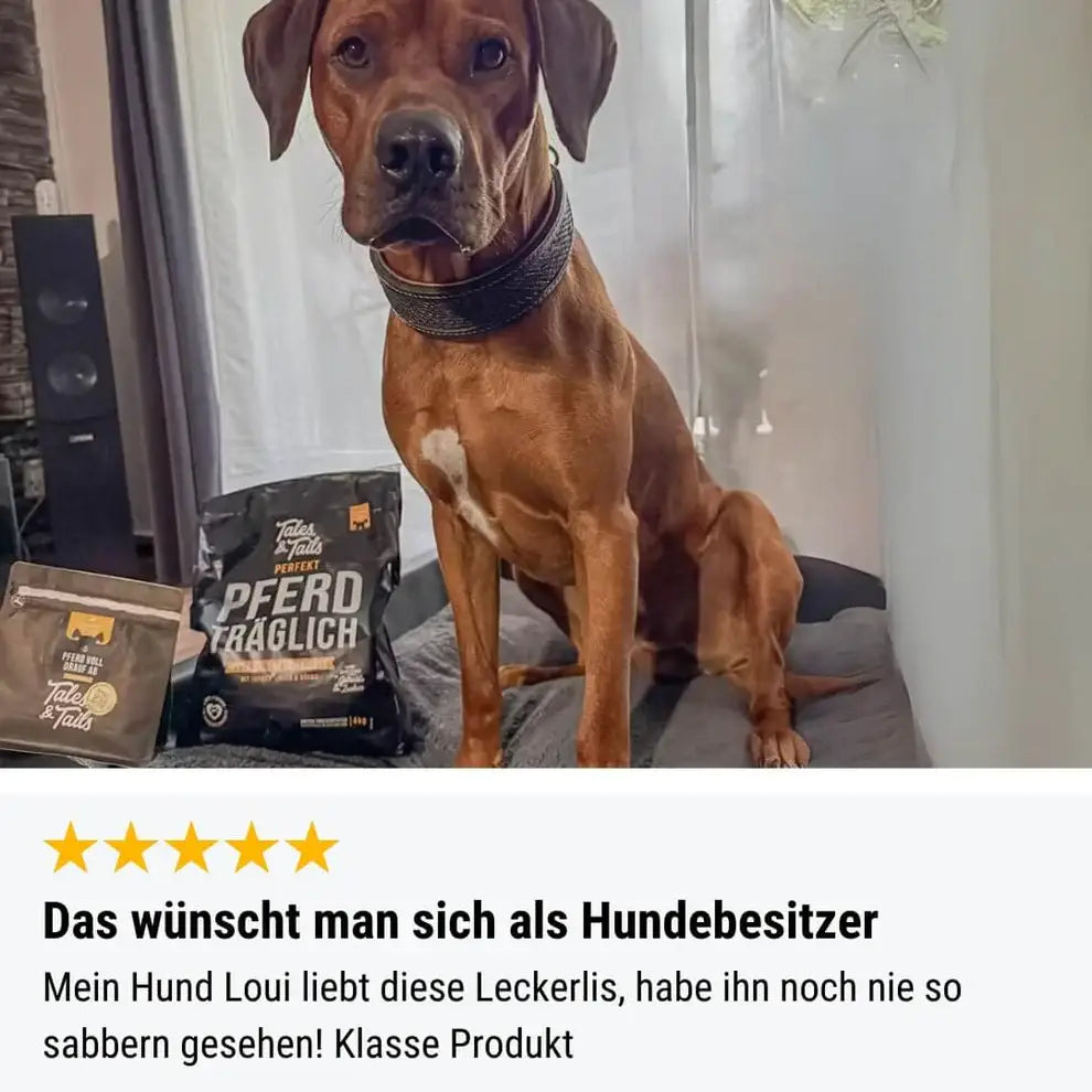 Brauner Hund mit Hundehalsband sitzt bei Pferd voll Fleisch-Leckerli