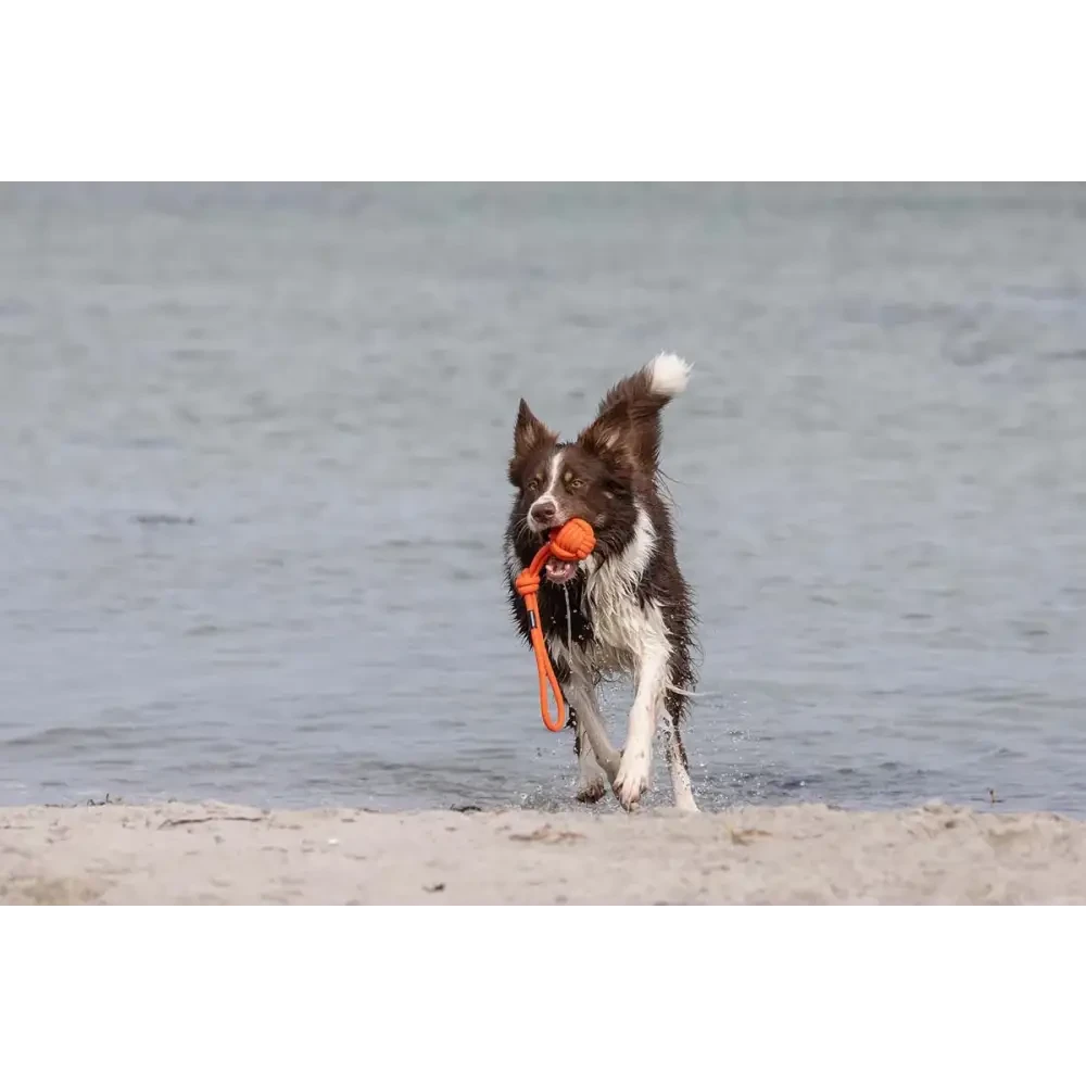 Brauner und weißer Hund mit orange Ball, tolles tau-spielzeug bolly für hunde