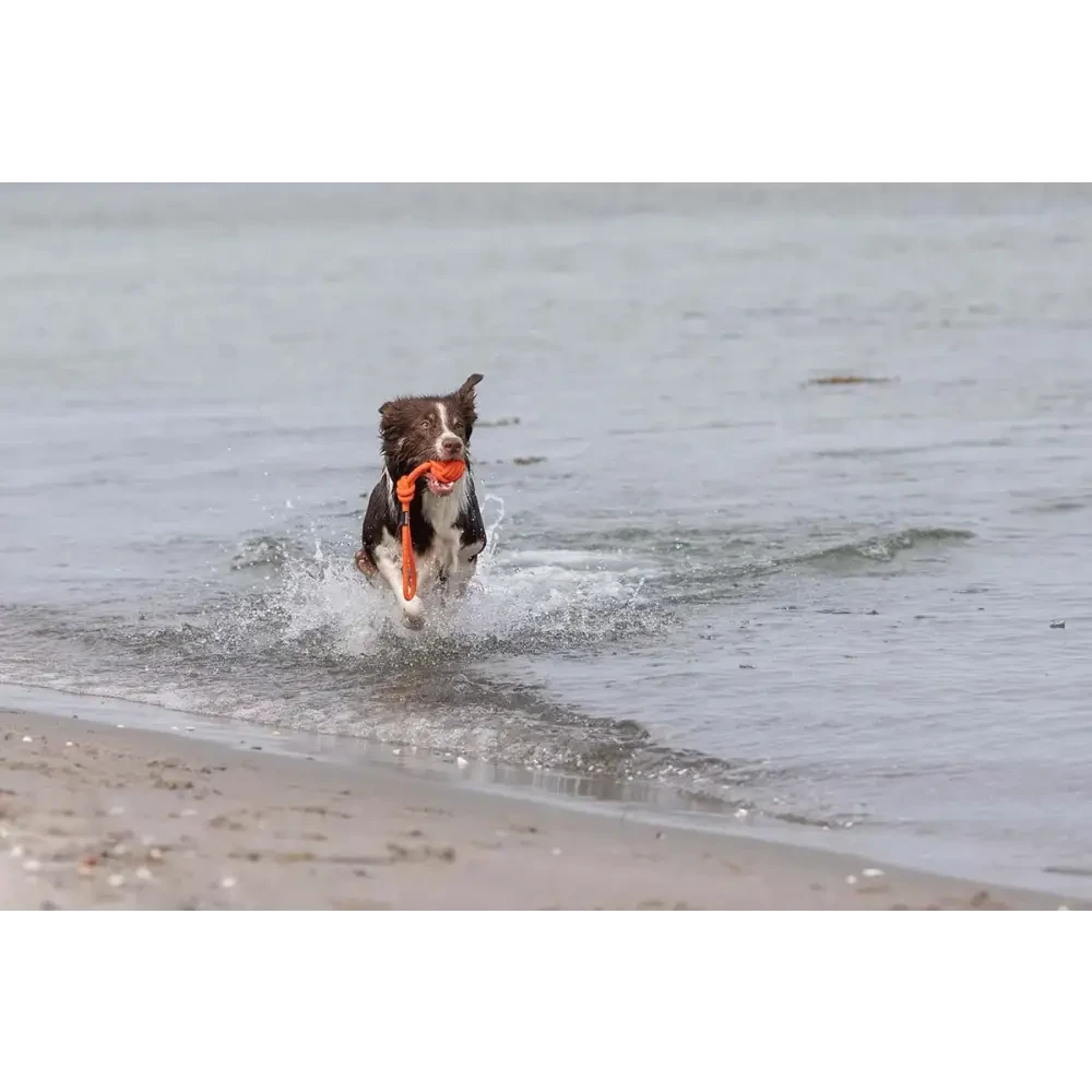 Hund rennt mit orangefarbenem tau-spielzeug bolly, perfekt als hundespielzeug und hundehalsband