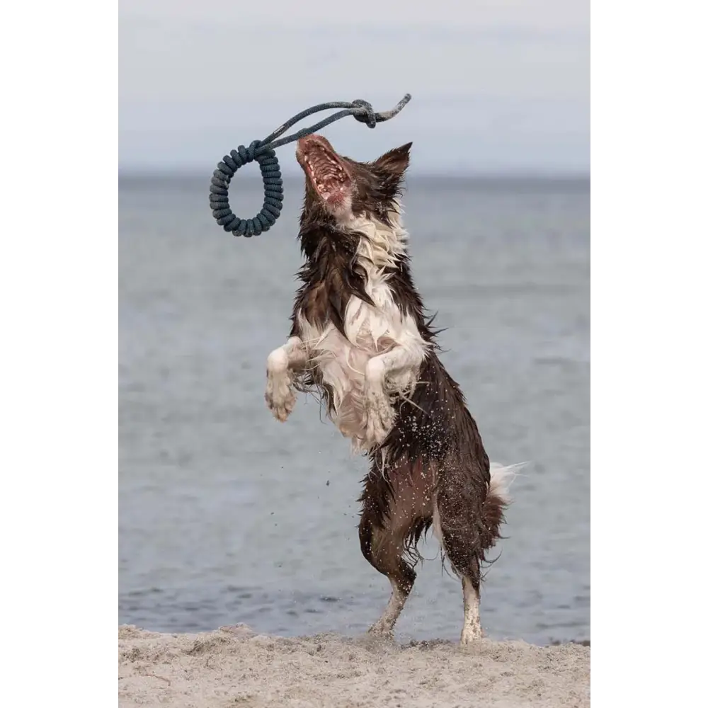 Brauner und weißer Hund springt nach Tau-Spielzeug Loopy Petrol, tolles tau-spielzeug loopy petrol