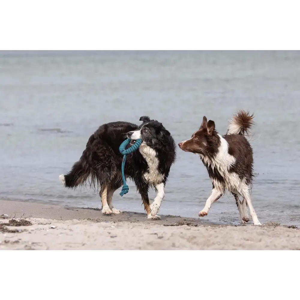 Zwei Hunde spielen am Strand mit Tau-Spielzeug Loopy Petrol von Treusinn
