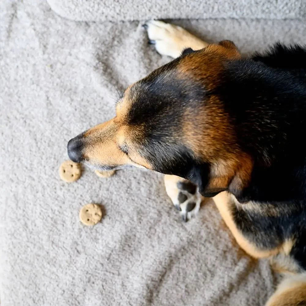 A fluffy black and tan dog rests on a gray blanket with two light brown vegdog bedtime cookies treats nearby