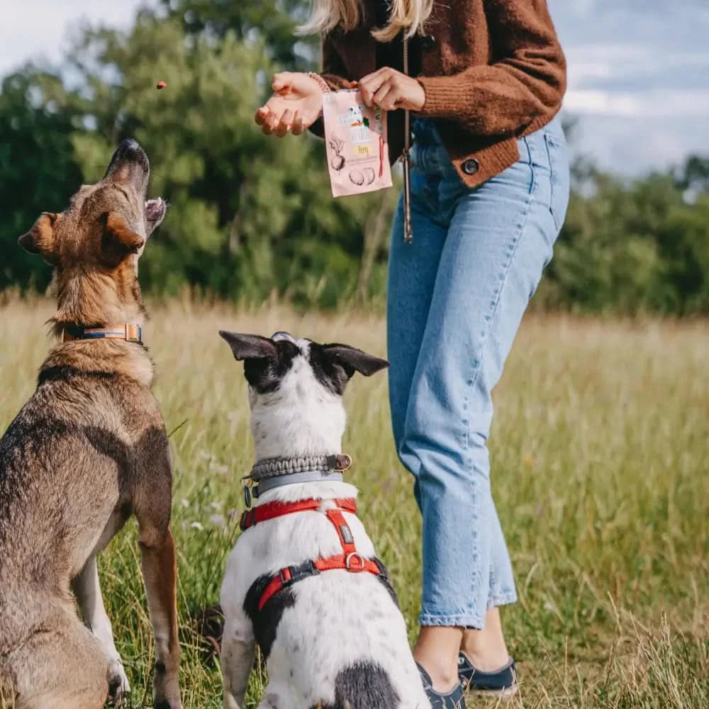 Pink packet hundeleckerlis beevys 80 g für hund spielspaß und als belohnung beim hundespielzeug nutzen