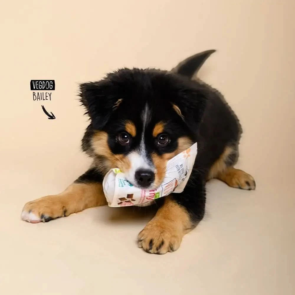 Ein schwarz braun weißer welpe namens bailey hält eine vegdog puppy brainy bites hundesnackpackung im mund