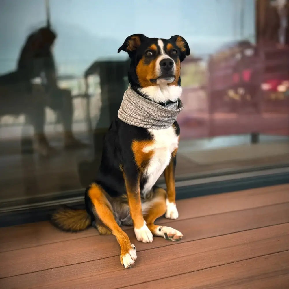 Entlebucher Mountain Dog mit grauem Schal, perfekt als Wolters Watchout Kühlschal für Hunde