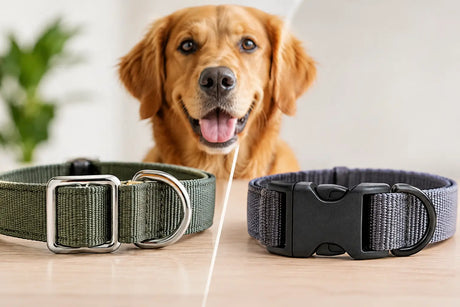Metallschnalle versus Klickverschluss beim Hund