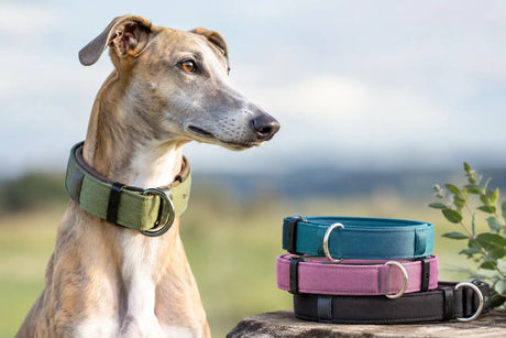 Windhund Halsband sicher, weich und passend