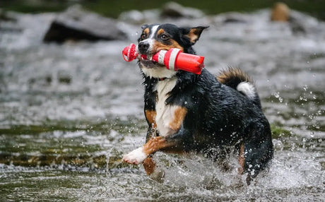 Roter-weißer gestreifter schwimmfähiger Hundespielzeug