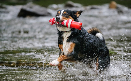 7 Spiel Ideen mit dem Hund