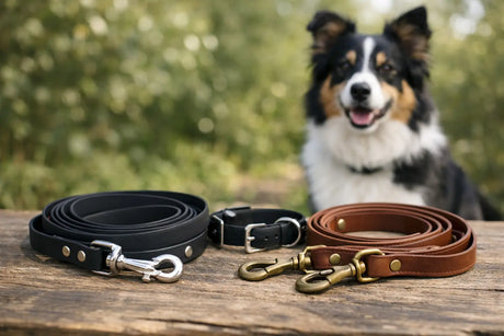 Biothane oder Lederleine Hund - was passt?