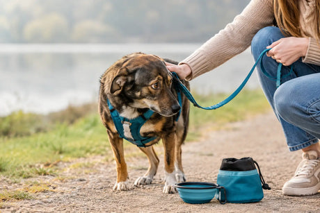Praxisbeispiel für Angsthunde beim Spaziergang