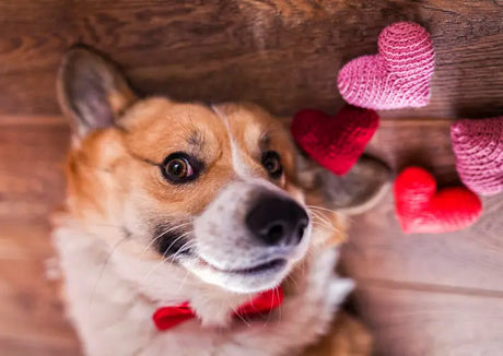Fluffiger tan-weißer Corgi mit roter Fliege auf Holzfußboden umgeben von gehäkelten Herzen bei Pfoten im Glück