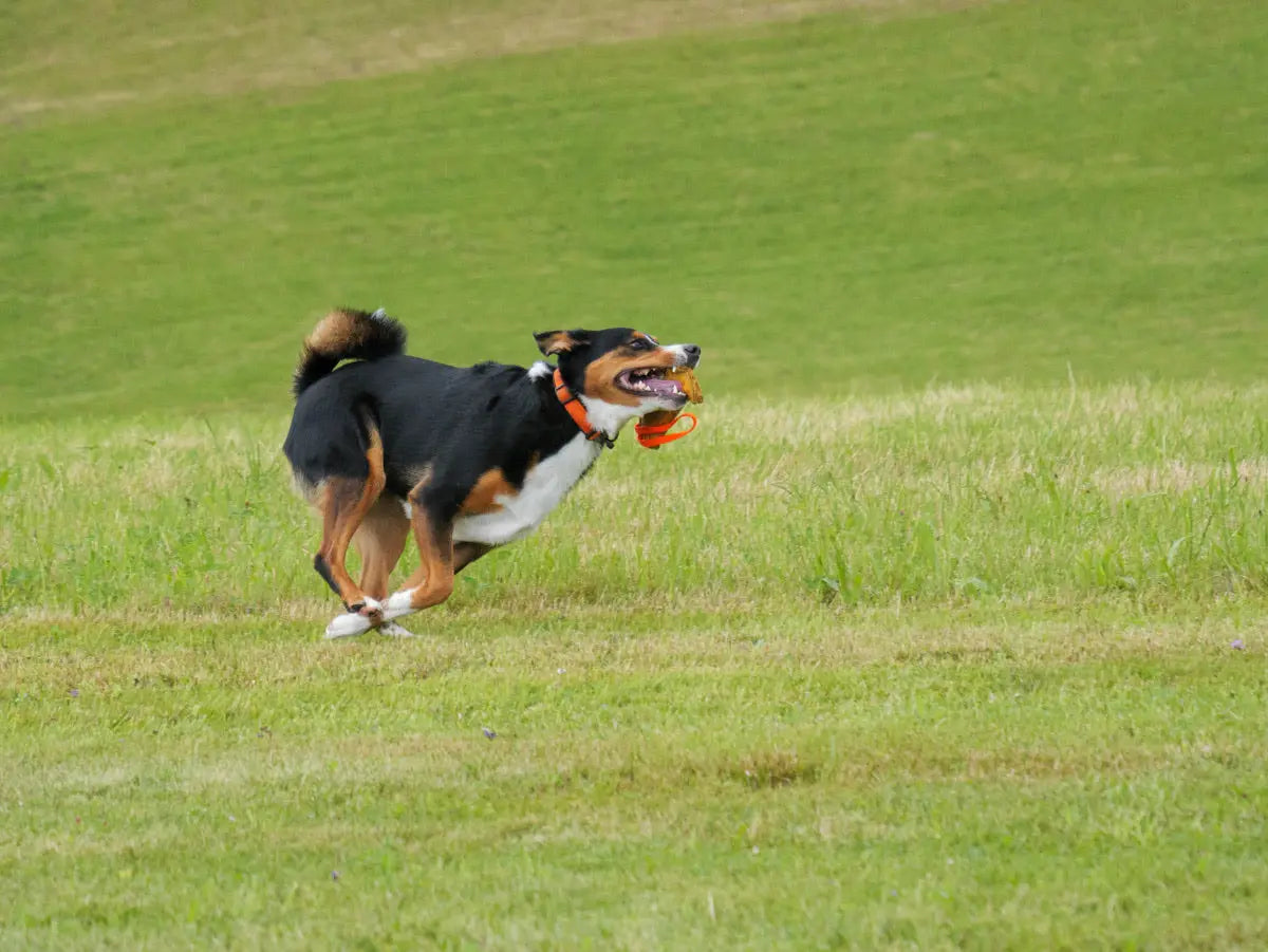 Tri-color Hund mit Schwarz-Tan-Weiß-Fell rennt über Wiese mit orangem Spielzeug im Maul