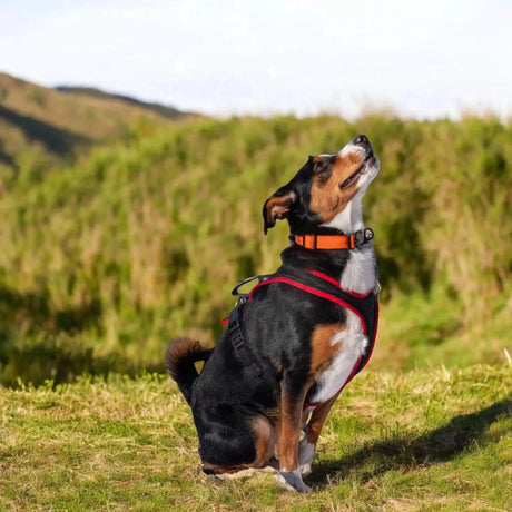 Hundegeschirr für den Alltag mit einem dreifarbigen Hund, orange Halsband und rotem Geschirr