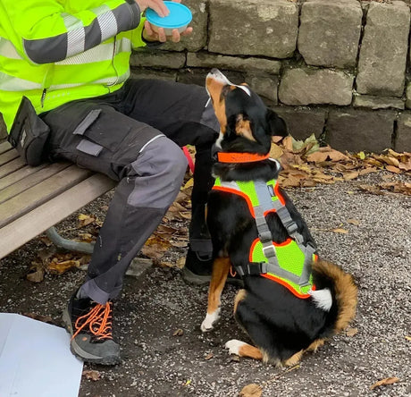 Hund mit reflektierendem Geschirr und Halsband aus der Hundegeschirre für Sport & Ausbildung Sammlung
