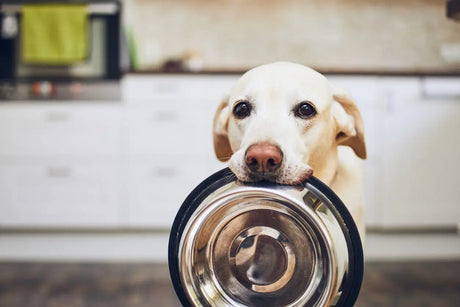 Gelber Labrador Retriever hält leere, glänzende Metall-Futterschüssel in der Sammlung Hundenäpfe & Schleckmatten