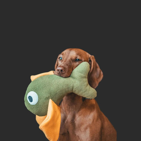 Brauner Hund mit grünem Fischspielzeug aus nachhaltigem Hundespielzeug & Hundebedarf