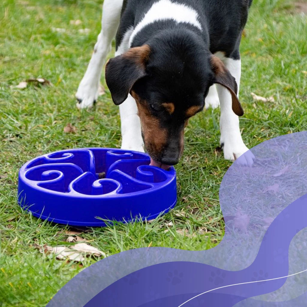 Blaue Slow-Feedernapf mit Labyrinth-Design für Eat Slow Live Longer