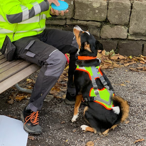 Hundegeschirre für Sport und Ausbildung