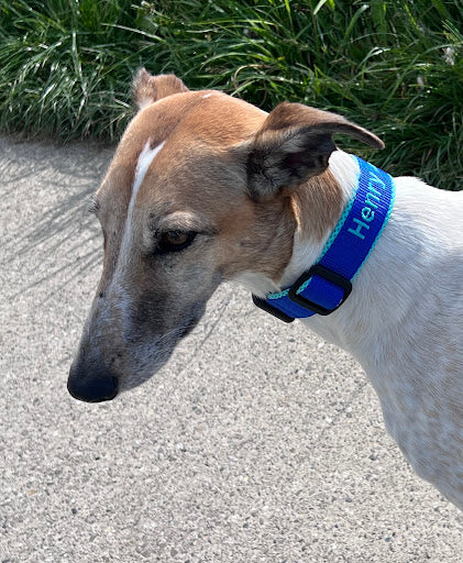 Windhund mit blauem Halsband und Namen Henry