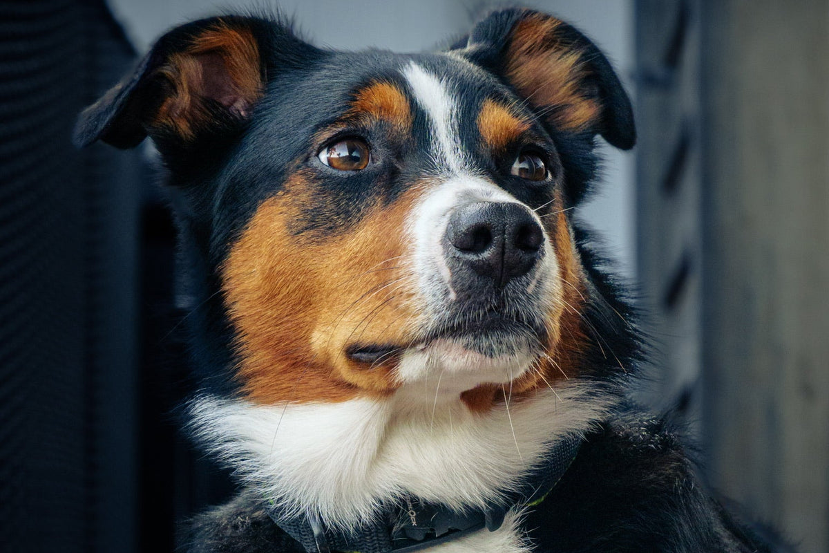 Hund mit braun schwarzem Fell und weißen Abzeichen schaut in die Kamera, Nahaufnahme mit weichem Licht.
