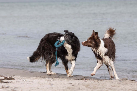 Zwei Hunde tollen an einem Sandstrand am Wasser herum. Der schwarz-weiße Hund trägt stolz ein orangefarbenes treusinn Tau-Spielzeug LOOPY von pfotenimglueck, während der braun-weiße ihm dicht auf den Fersen ist. Mit ihrem nassen Fell scheinen sie das Planschen genossen zu haben, denn ruhige Meereswellen bilden eine idyllische Kulisse für ihr spielerisches Abenteuer.