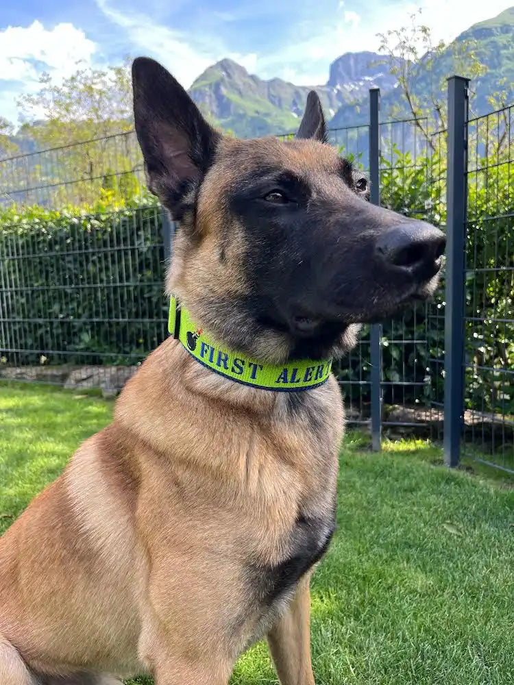 Ein Belgischer Schäferhund mit einem leuchtend gelben „First Alert“-Halsband sitzt aufmerksam im grünen Gras. Dahinter rahmen ein Metallzaun und Hecken den malerischen Blick auf die fernen Berge unter einem teilweise bewölkten blauen Himmel ein.