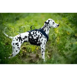Spotted Dalmatian mit beat grossenbacher vary Hundegeschirr für Komfort und Style