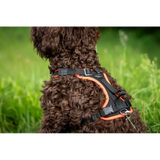 Brauner lockiger Hund im Beat Grossenbacher Welpengeschirr mit schwarz-orangeem Geschirr