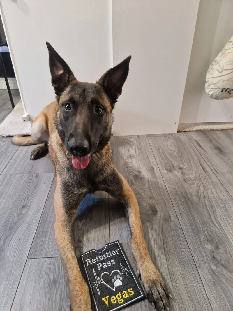 Brauner und schwarzer Hund mit einem Haustierpass.