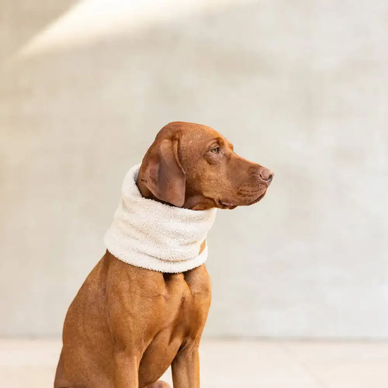 Kuscheliger Hundeloop Teddy in Beige, Hundeschal-Loop mit Teddy-Style und weichem Polyesterfutter